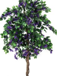 Bougainvillea fialová, 150 cm