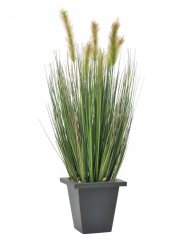 Vodní tráva v květináči, 60 cm - použito (82505862)