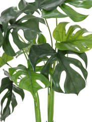 Monstera deliciosa, 90 cm