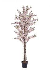 Třešeň se 4 kmeny růžová, 150 cm
