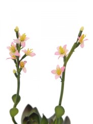 Skalní růže světle růžová, 32 cm