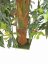 Rybí ocas - palmový strom, 305 cm