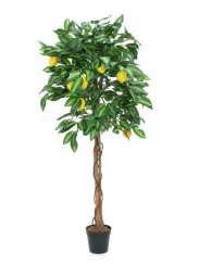 Citrusovník 180 cm