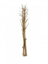 Suché větvičky fenyklu, zlatá, 160 cm