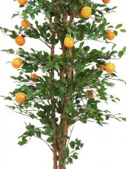 Pomerančovník, 240 cm - použito (82507828)