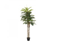 Kentia palma, 150cm