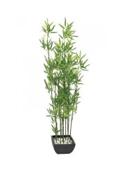 Bambus v černém květináči, 120 cm Bambus v černém květináči, 120 cm