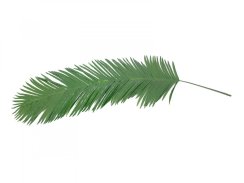 Palma list - kokos královský (kus), 180 cm