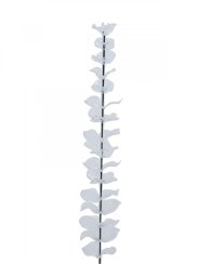 Eukalyptus čirý - křišťálový, 81 cm, 12 ks